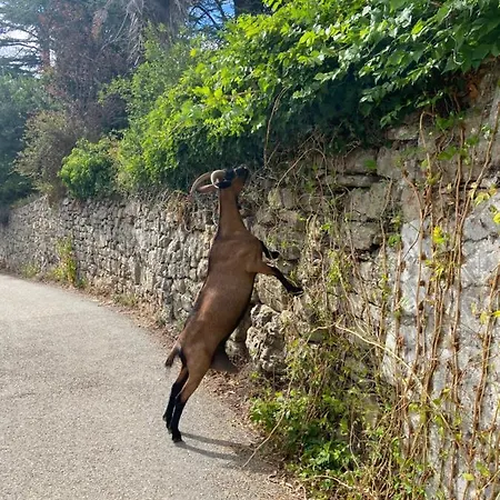 La Frigoule, Un Au Coeur Du Parc Des Cevennes Feriehus